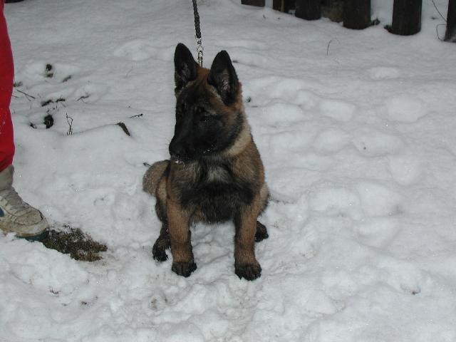 Fotky: Belgick� ov��k - Malinois (foto, obrazky)