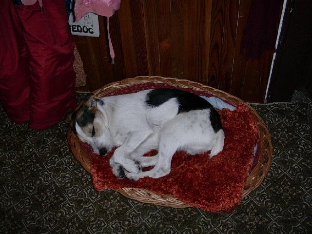 Fotky: Jack Russel�v Teri�r (foto, obrazky)
