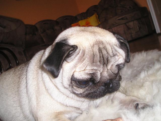 Fotky: Mops (foto, obrazky)