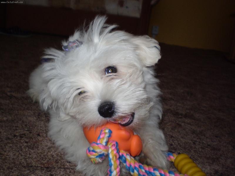 Foto: Moje hra�ka-Monty