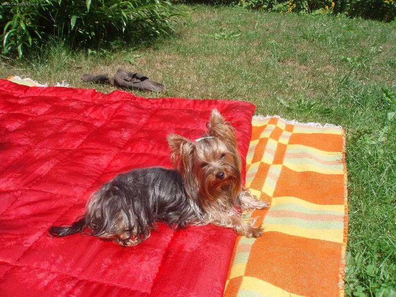 Foto: Cusi Coloris nova-Na dece