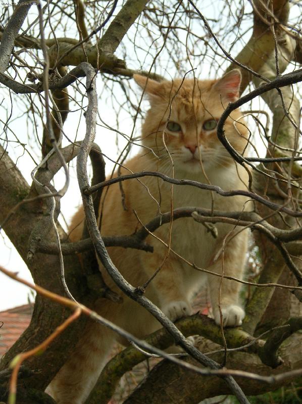 Foto: m�j mazl��ek-na strom�