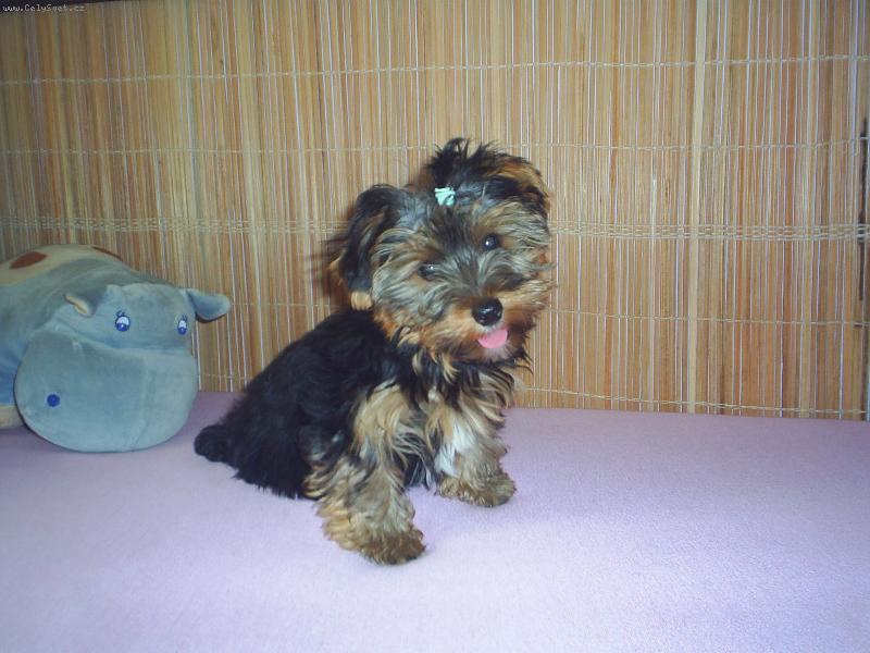 Foto: Max��ek-M�m jaz��ek a� na vest�