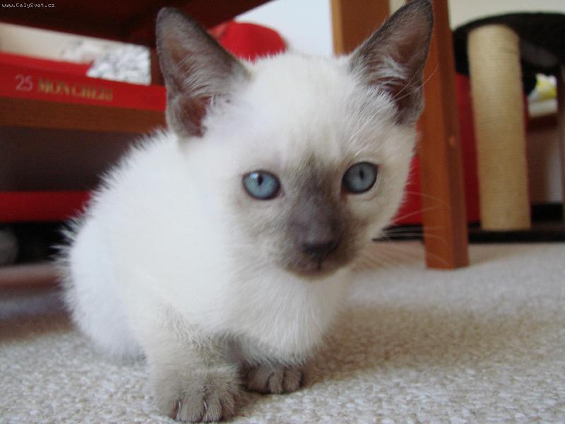 Foto: Phoebe-sest�i�ka Joeyho :)