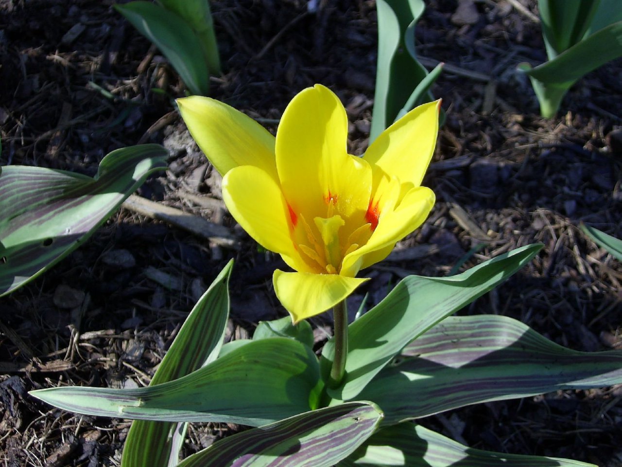 Foto: Jarn� tulip�n